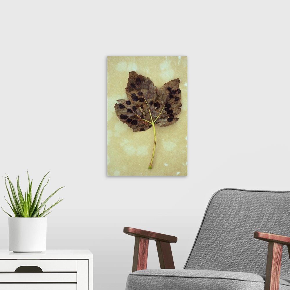 A modern room featuring Single dry brown autumn leaf of Sycamore or Great maple or Acer pseudoplatanus tree with black fu...