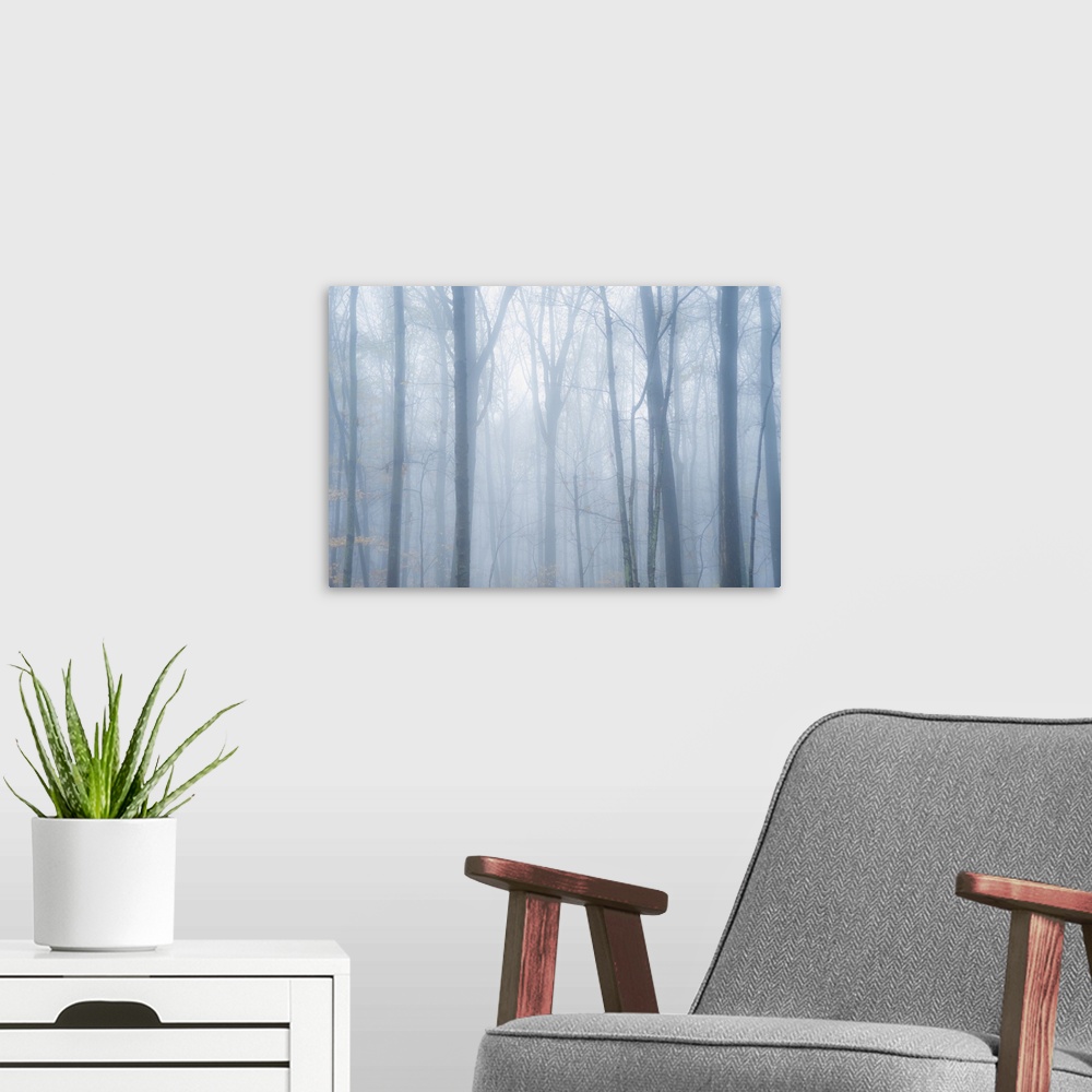 A modern room featuring Moody mist descends on forest trees.