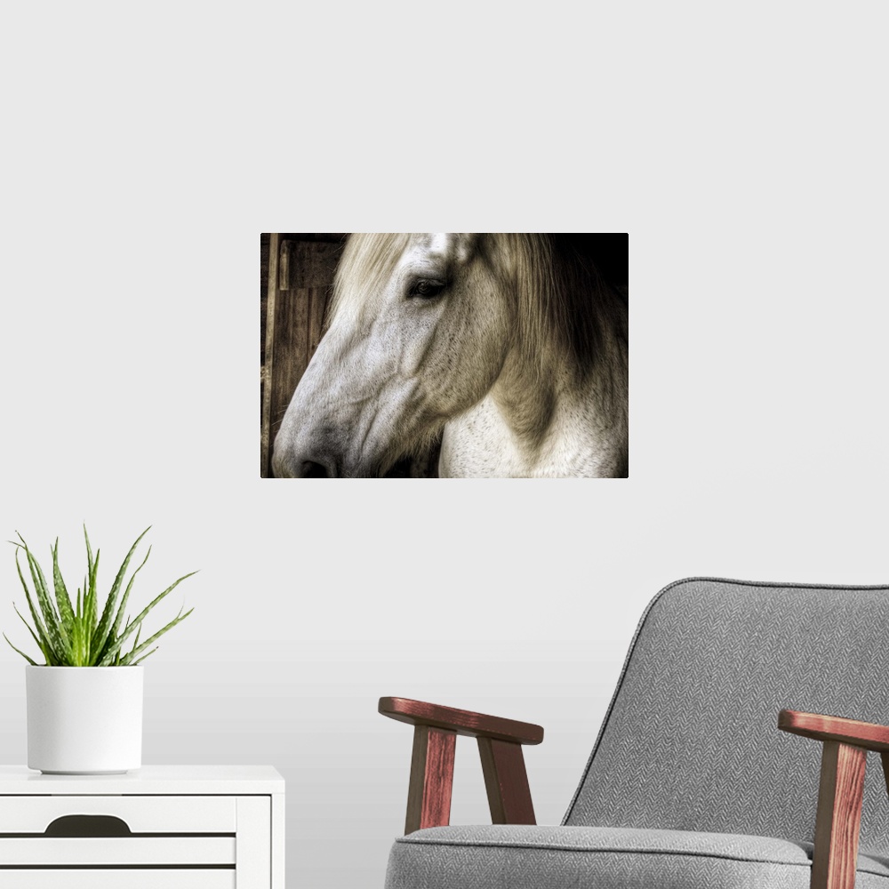 A modern room featuring The left side of a horses head is photographed very closely as it stands in a stable.
