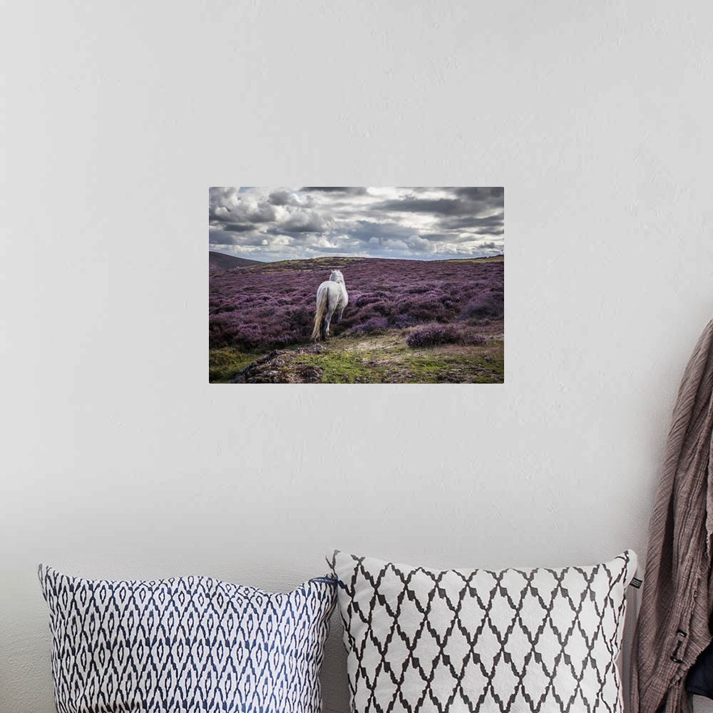 A bohemian room featuring White horse alone in remote landscape with purple heather.