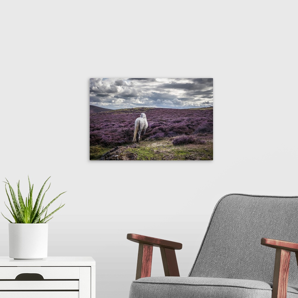 A modern room featuring White horse alone in remote landscape with purple heather.
