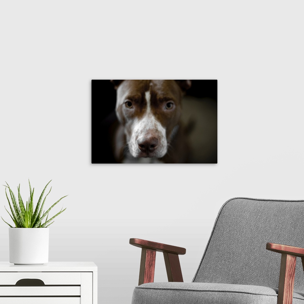 A modern room featuring Portrait of Sonny Rollins the pit bull.