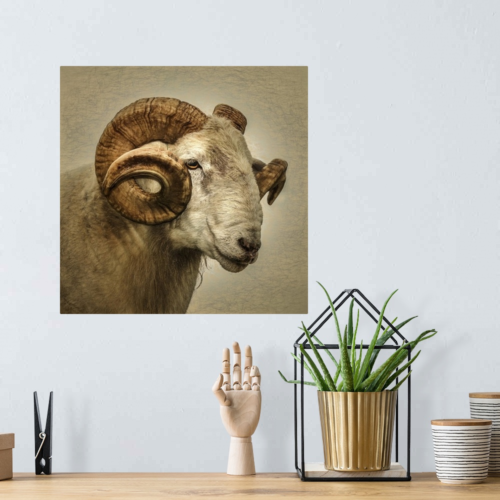 A bohemian room featuring Close up portrait of a majestic ram with large horns.
