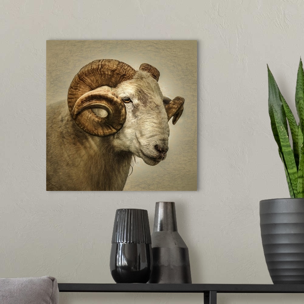A modern room featuring Close up portrait of a majestic ram with large horns.