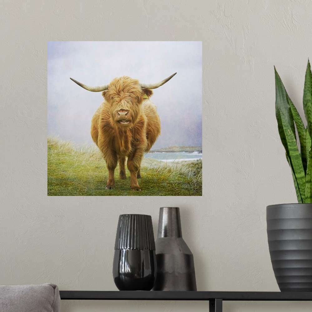 A modern room featuring Highland cow, Hebrides
