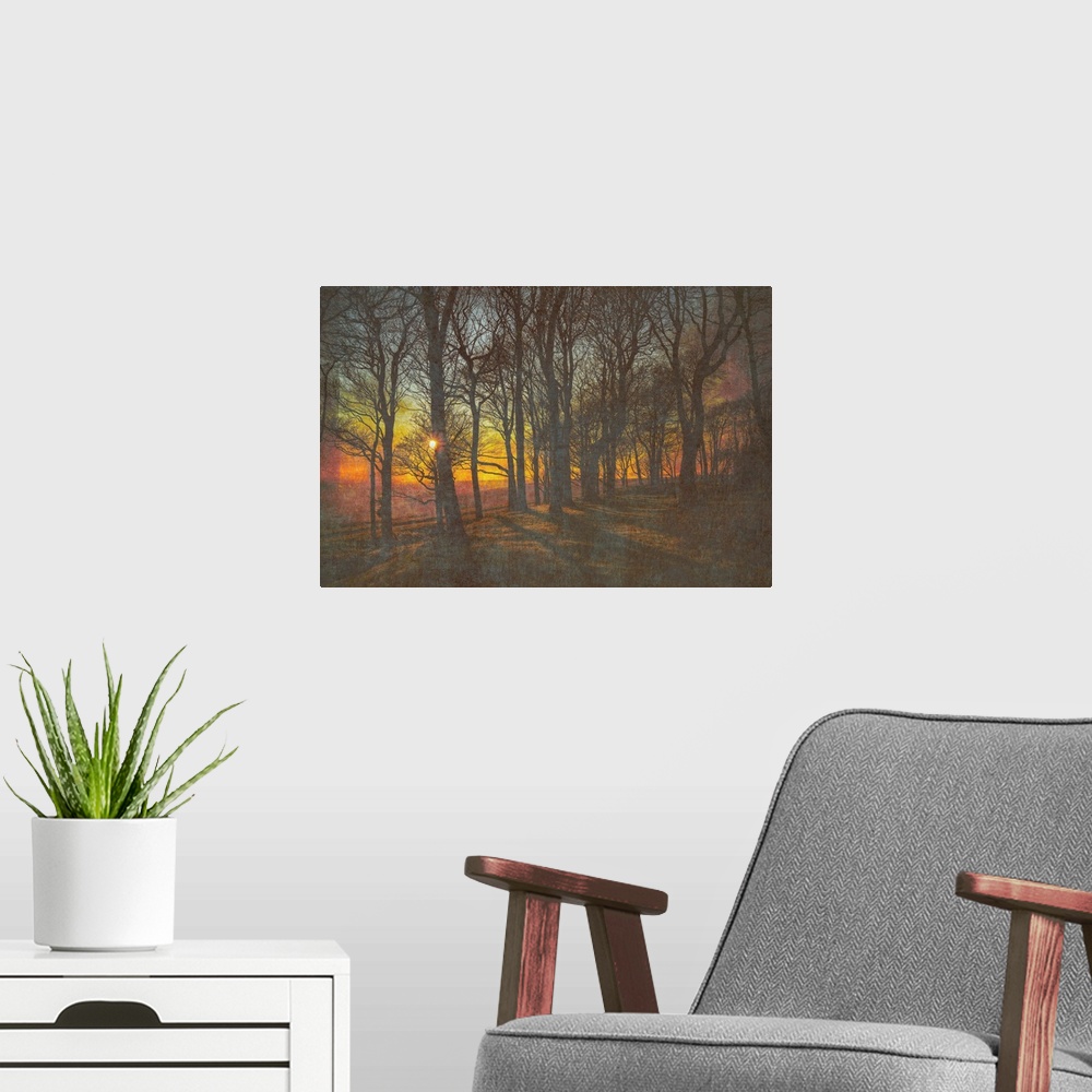 A modern room featuring The winter sun setting behind trees at Chanctonbury Ring on the South Downs in west Sussex, England.