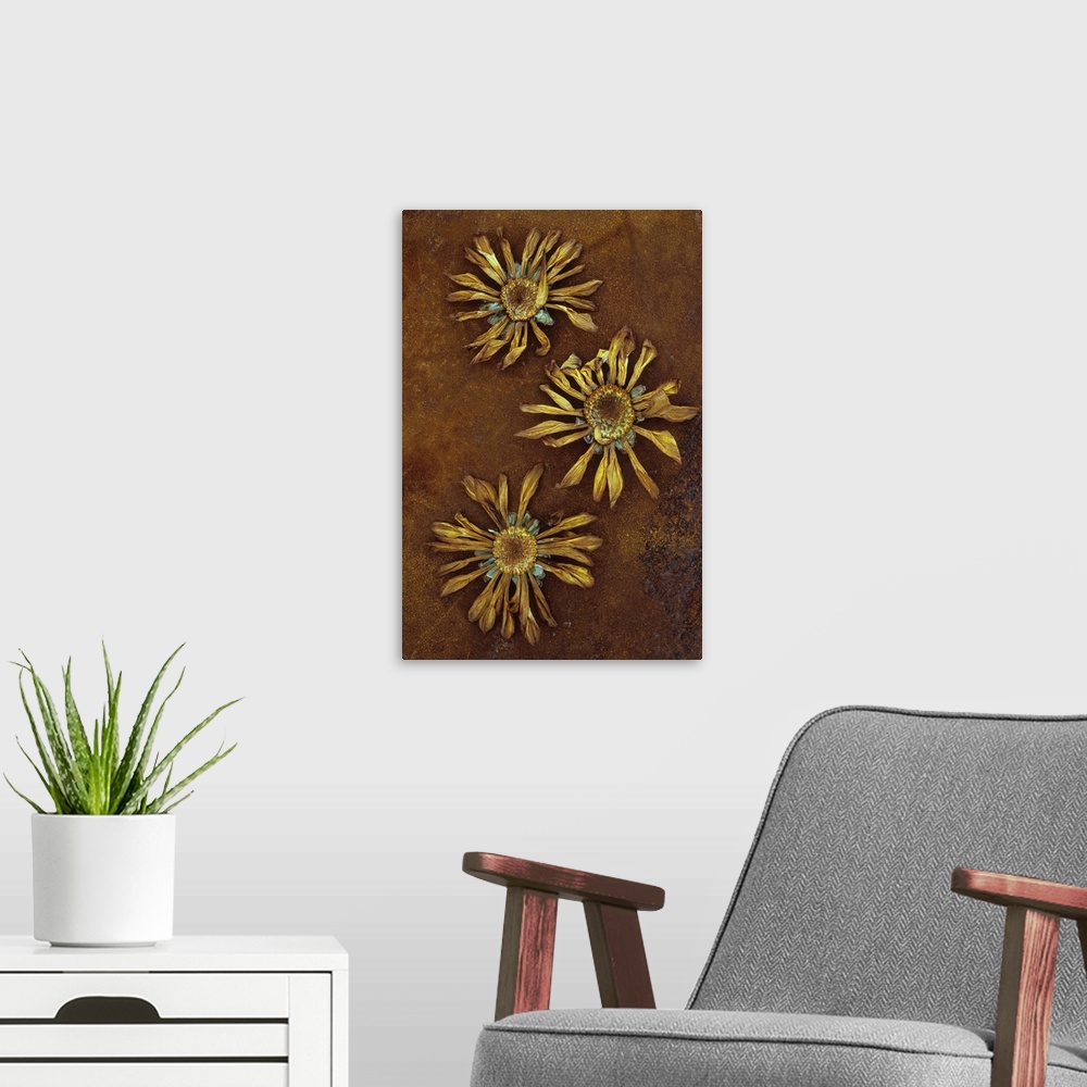 A modern room featuring Three dried flowerheads of Chrysanthemum lying on rusty metal sheet