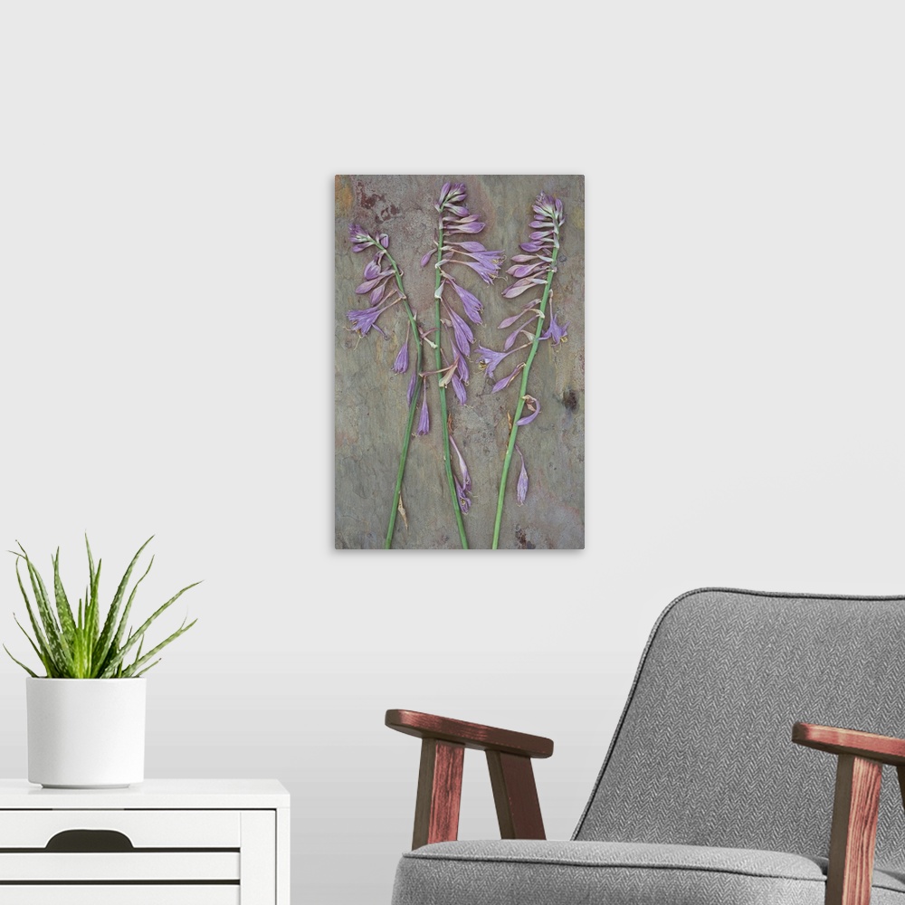 A modern room featuring Three dried stems of lilac coloured flowers of Plantain lily or Hosta fortunei Albopicta lying on...