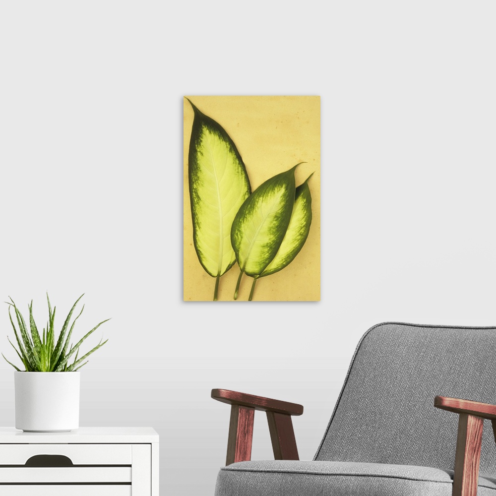 A modern room featuring Three oval leaves cream with dark green borders of Dumb cane or Dieffenbachia lying on antique paper