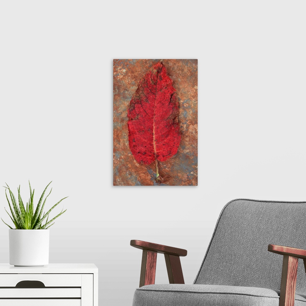 A modern room featuring Single red leaf turning brown of Broad-leaved dock or Rumex obtusifolius lying on rusty metal