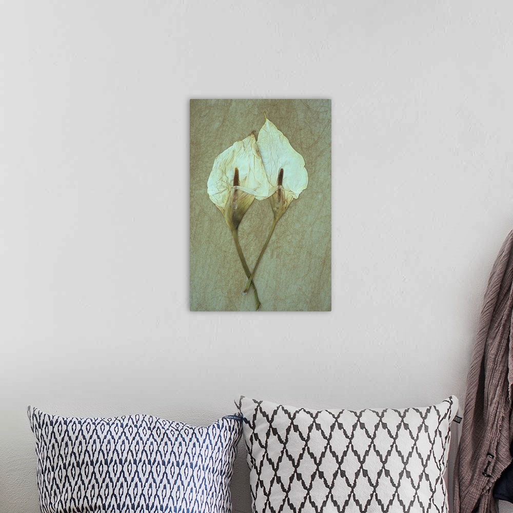 A bohemian room featuring Two dried flowerheads of Arum or Calla lily or Zantedeschia aethiopica Crowborough lying on rough...