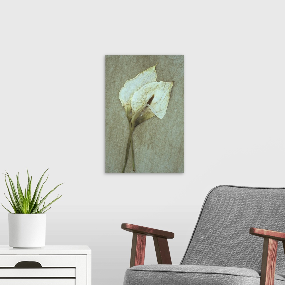 A modern room featuring Two dried flowerheads of Arum or Calla lily or Zantedeschia aethiopica Crowborough lying on rough...
