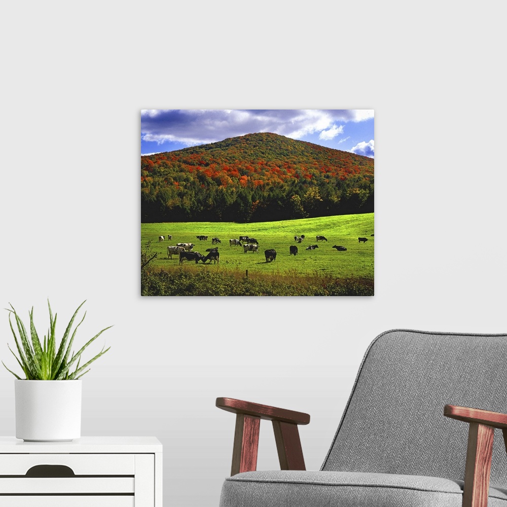 A modern room featuring Cows grazing on green fields in Vermont