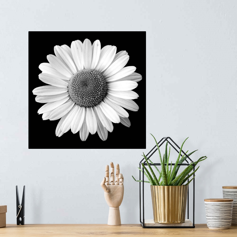 A bohemian room featuring Black and White, Square Photograph of a Daisy Flower