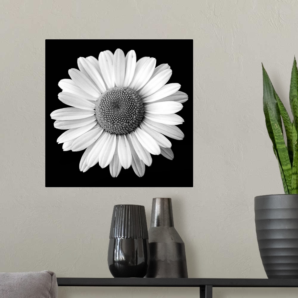 A modern room featuring Black and White, Square Photograph of a Daisy Flower