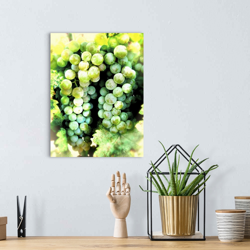 A bohemian room featuring A bunch of green grapes on a vine