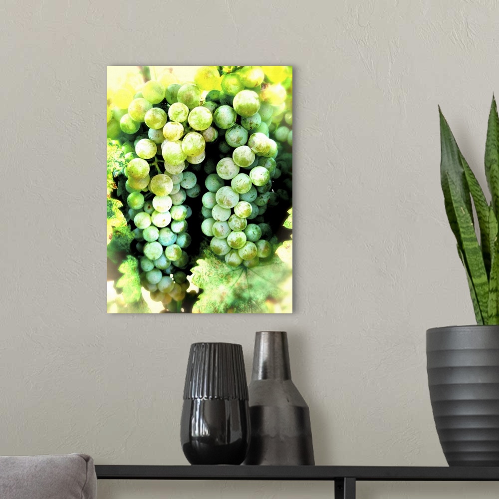 A modern room featuring A bunch of green grapes on a vine
