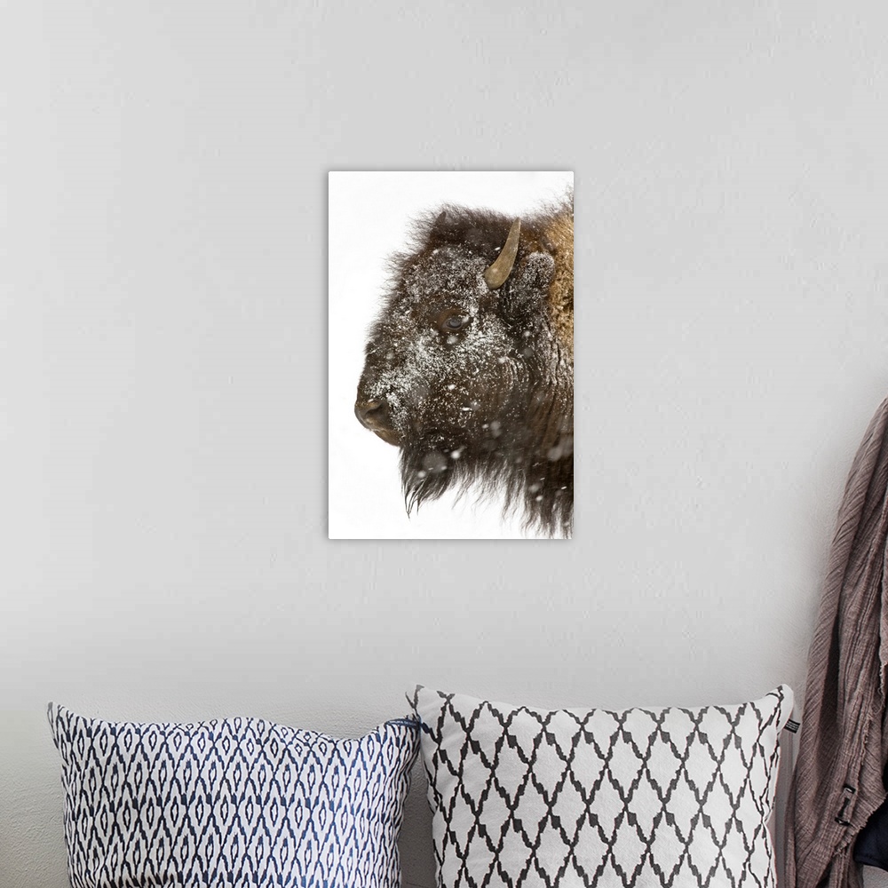 A bohemian room featuring The head of a buffalo