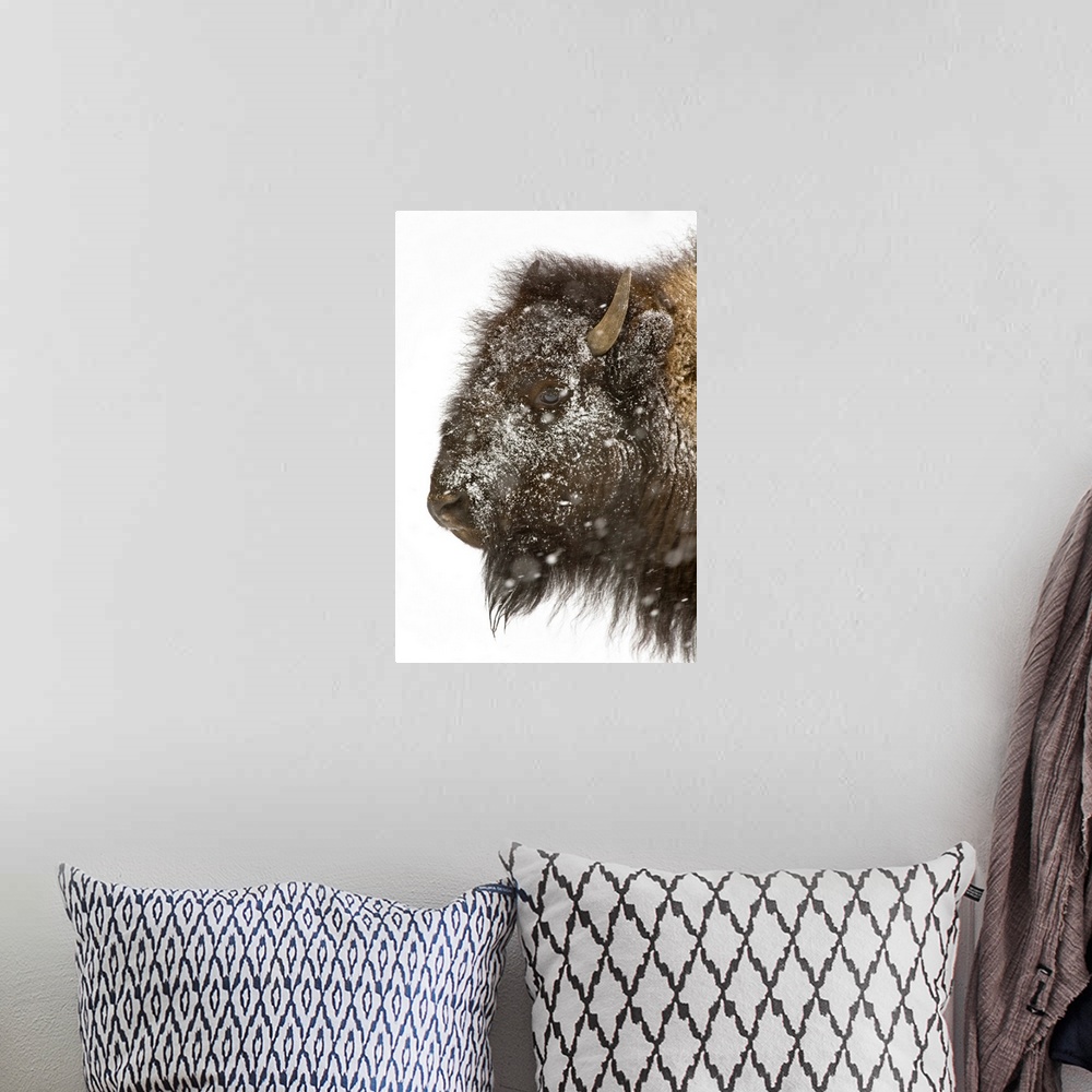 A bohemian room featuring The head of a buffalo