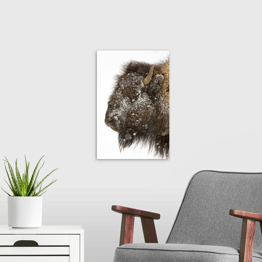 A modern room featuring The head of a buffalo