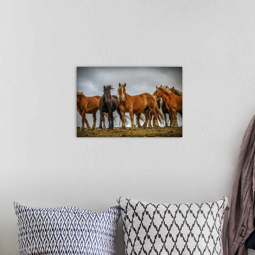 A bohemian room featuring Wild Burguete Horses, Spain