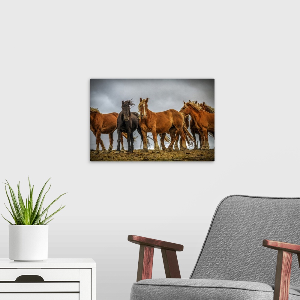 A modern room featuring Wild Burguete Horses, Spain