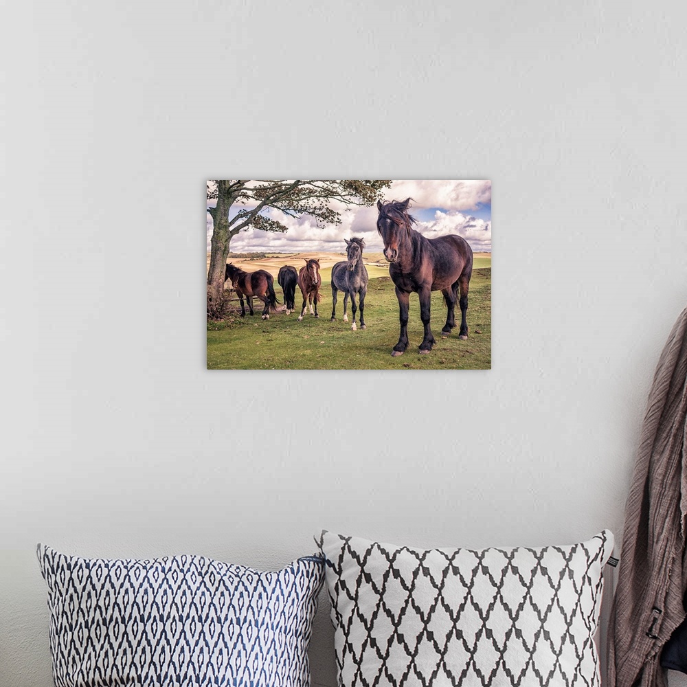 A bohemian room featuring Five wild ponies on Cissbury Ring on the South Downs with rolling hillside and agricultural land.
