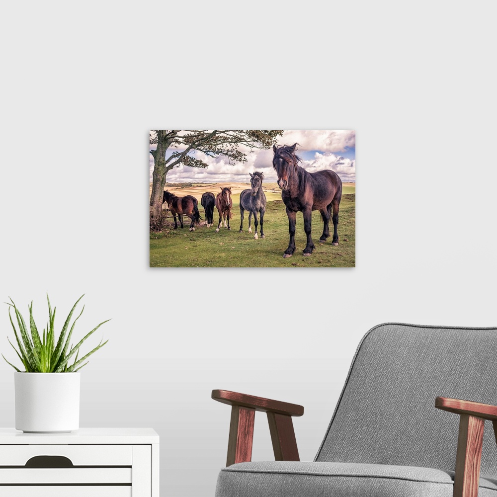 A modern room featuring Five wild ponies on Cissbury Ring on the South Downs with rolling hillside and agricultural land.