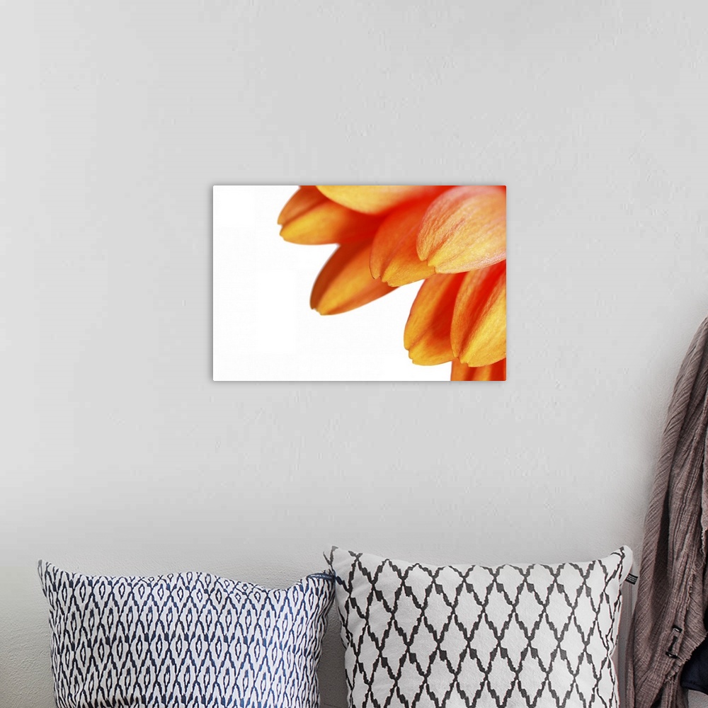 A bohemian room featuring Close up of yellow gerbera daisy on white background.
