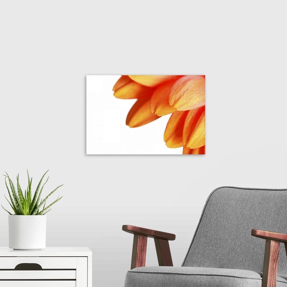 A modern room featuring Close up of yellow gerbera daisy on white background.
