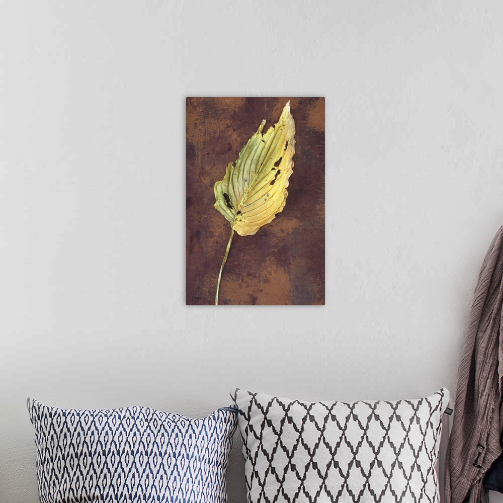 A bohemian room featuring Large dried yellow leaf and stalk of Hosta fortunei Albopicta plant with insect bites lying on sc...