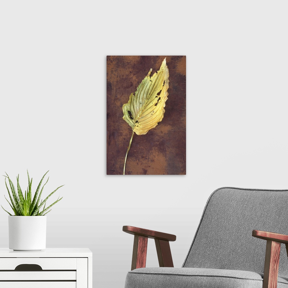 A modern room featuring Large dried yellow leaf and stalk of Hosta fortunei Albopicta plant with insect bites lying on sc...