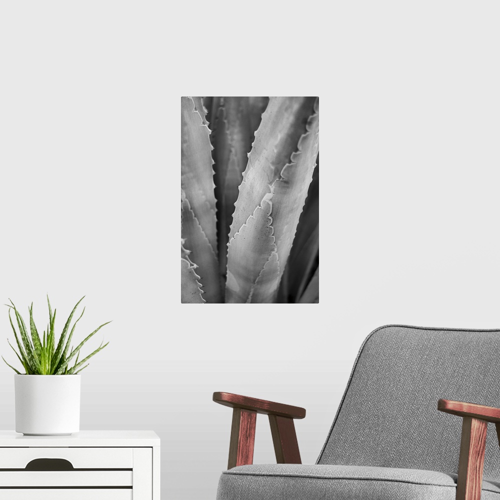 A modern room featuring Abstract Agava I