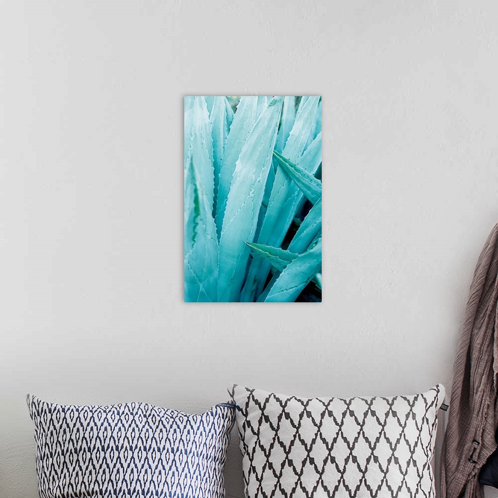 A bohemian room featuring Cool toned photograph of agave plant leaves up close.
