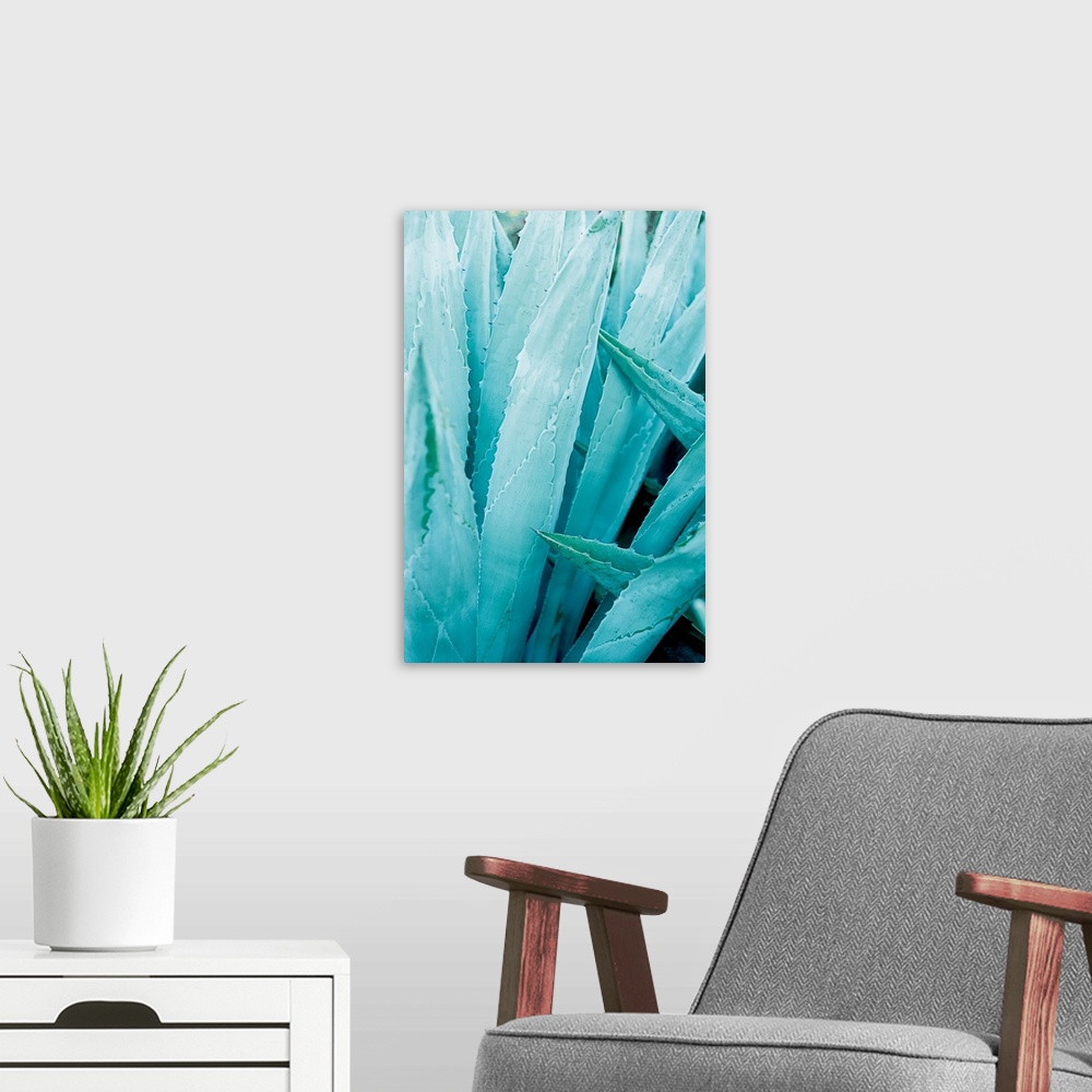 A modern room featuring Cool toned photograph of agave plant leaves up close.