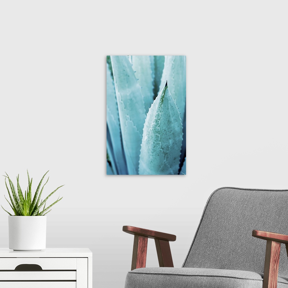 A modern room featuring Cool toned photograph of agave plant leaves up close.