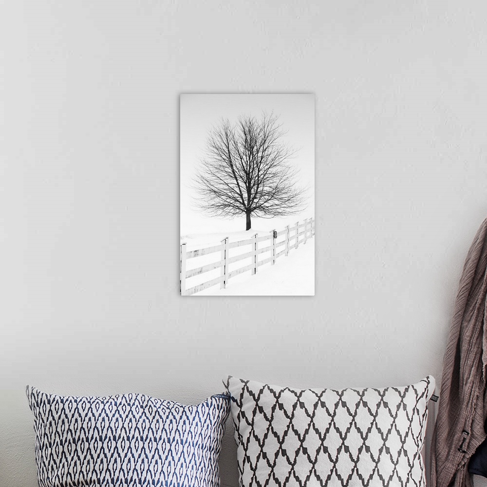 A bohemian room featuring In this photo, a lone tree is contrasting against a white snowy landscape.