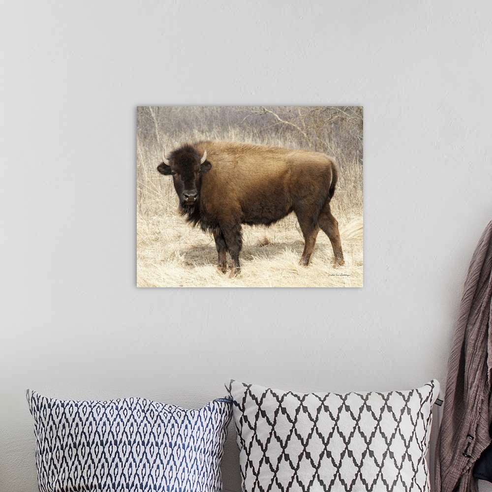 A bohemian room featuring American Bison I