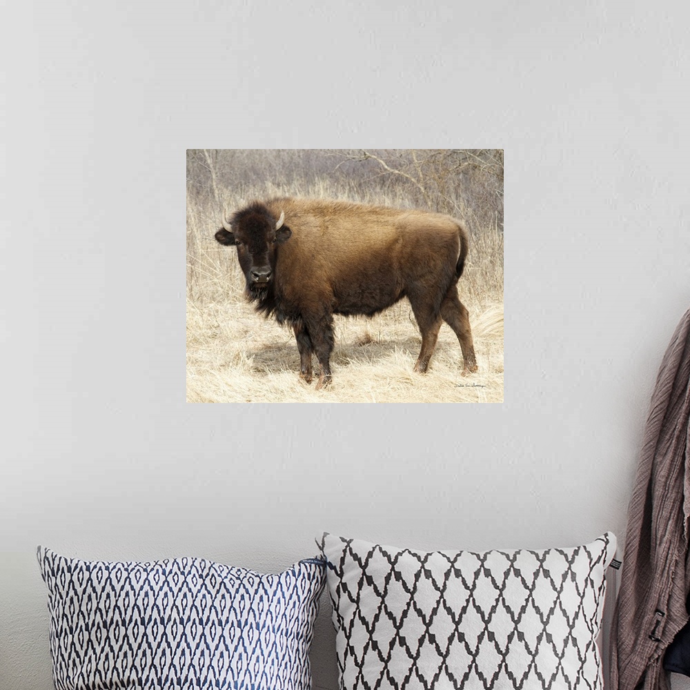 A bohemian room featuring American Bison I
