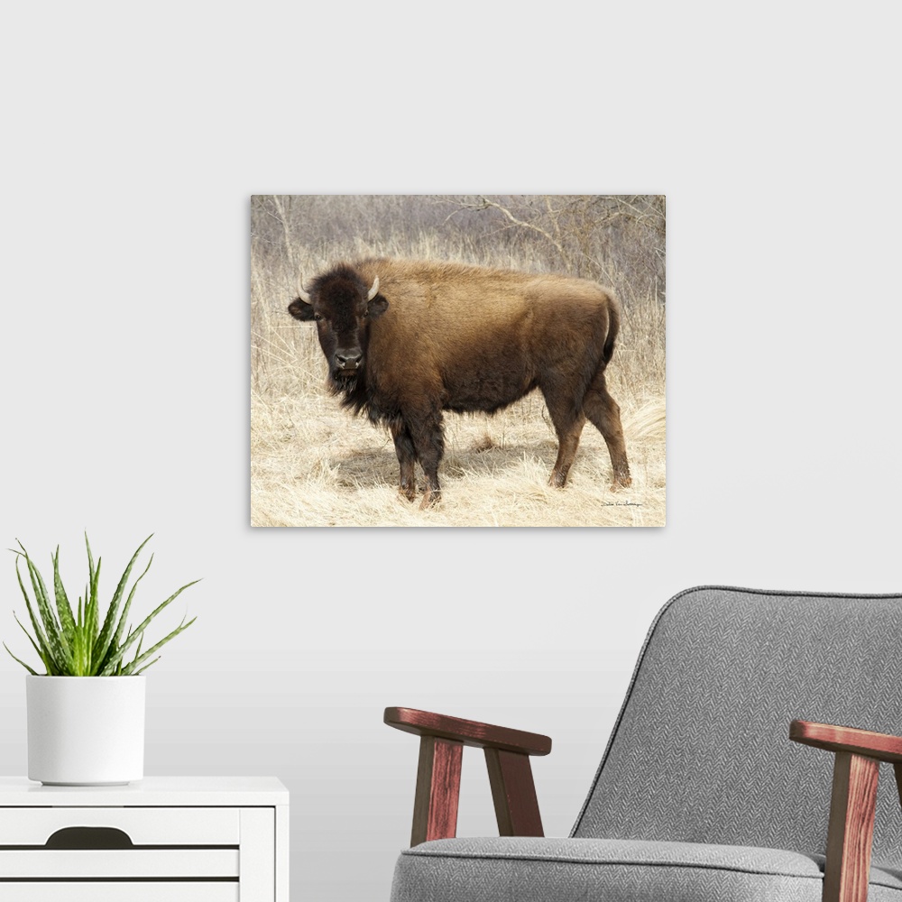 A modern room featuring American Bison I