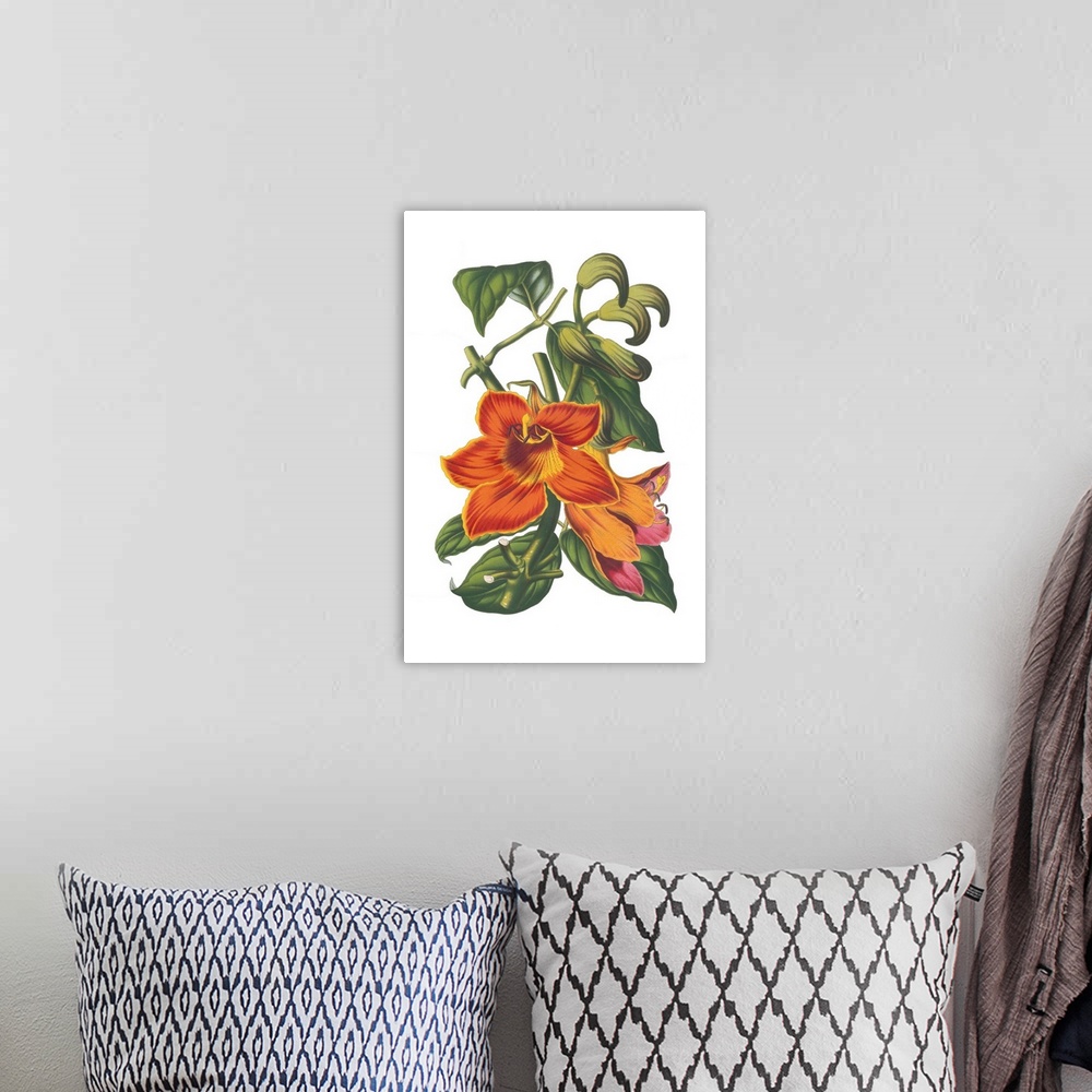 A bohemian room featuring A botanical illustration of orange flowers with leaves on a white background.