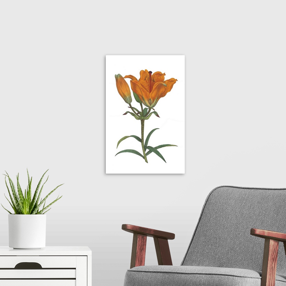 A modern room featuring A botanical illustration of orange flowers with leaves on a white background.