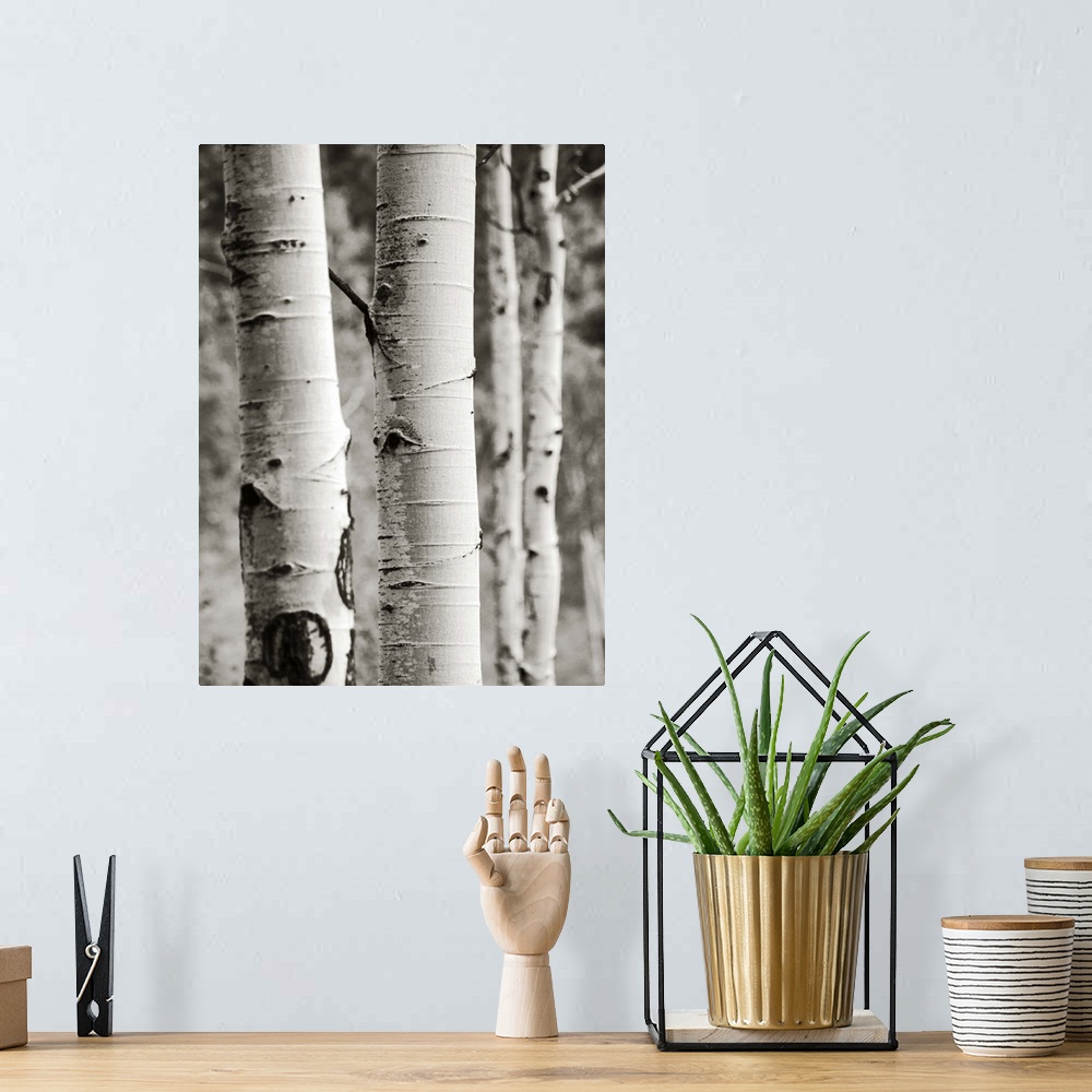 A bohemian room featuring A black and white photograph of a thicket of aspen trees.