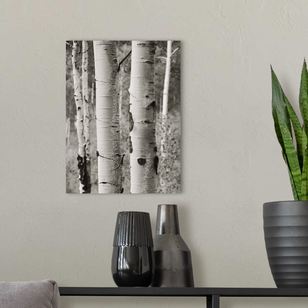 A modern room featuring A black and white photograph of a thicket of aspen trees.