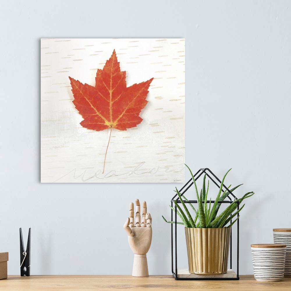 A bohemian room featuring Square art with a red Fall maple leaf on an aspen wood grain background with "meadow" faintly wri...