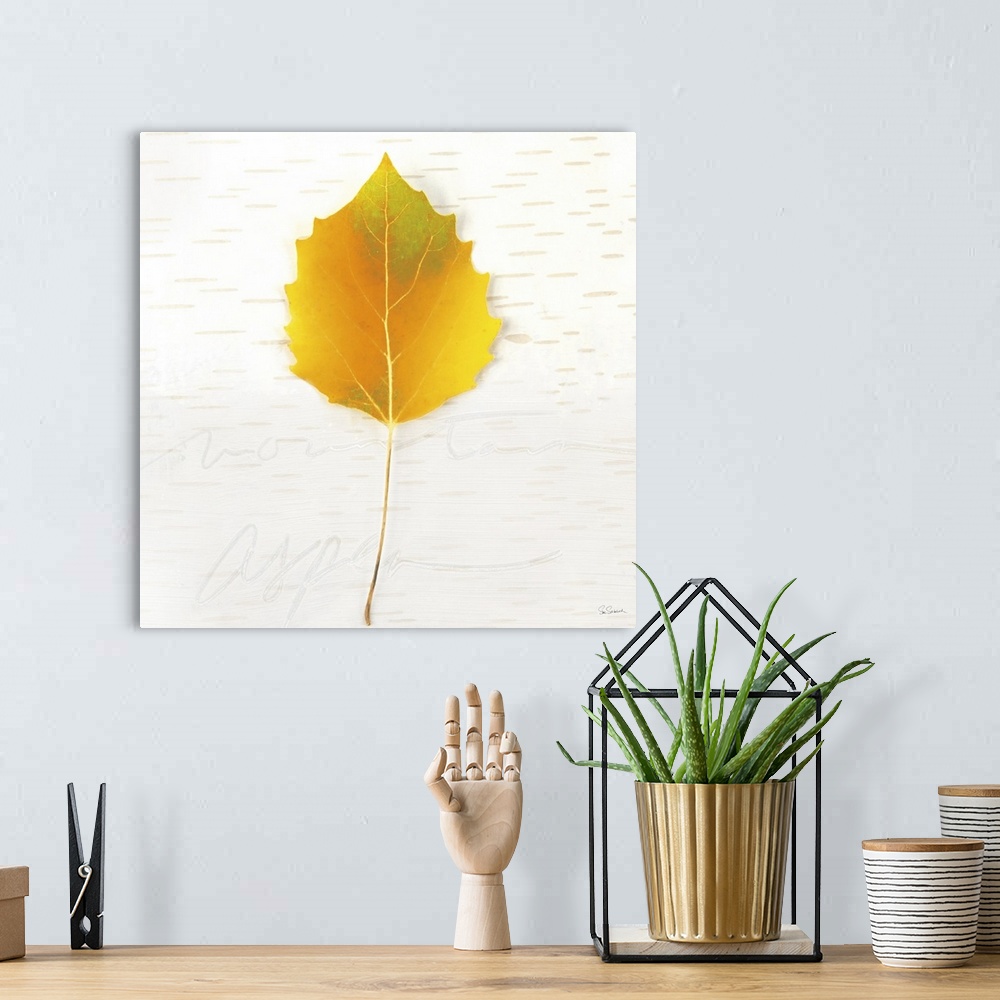 A bohemian room featuring Square art with a yellow Fall leaf on an aspen wood grain background with "mountain aspen" faintl...
