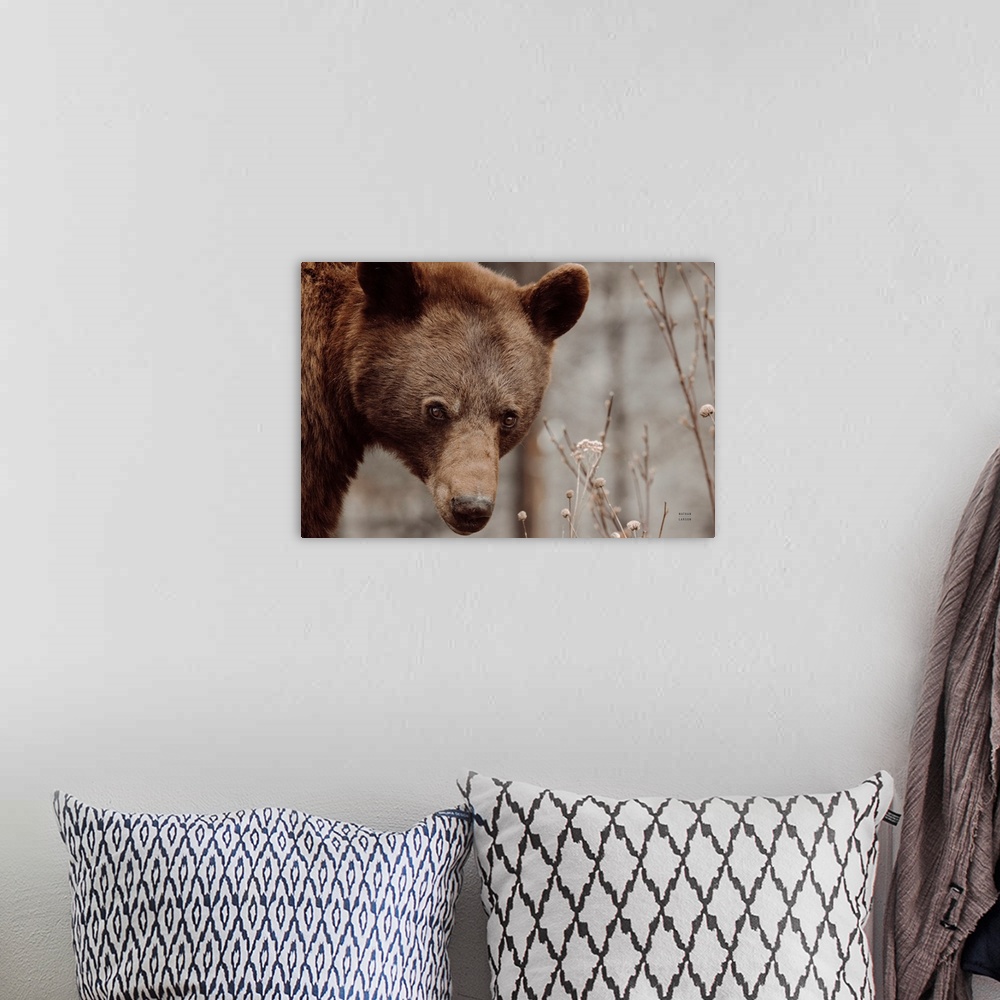A bohemian room featuring Bear Profile II