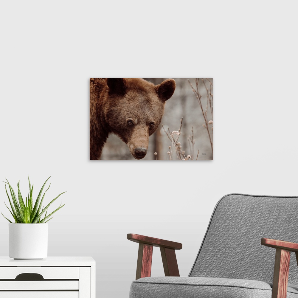 A modern room featuring Bear Profile II