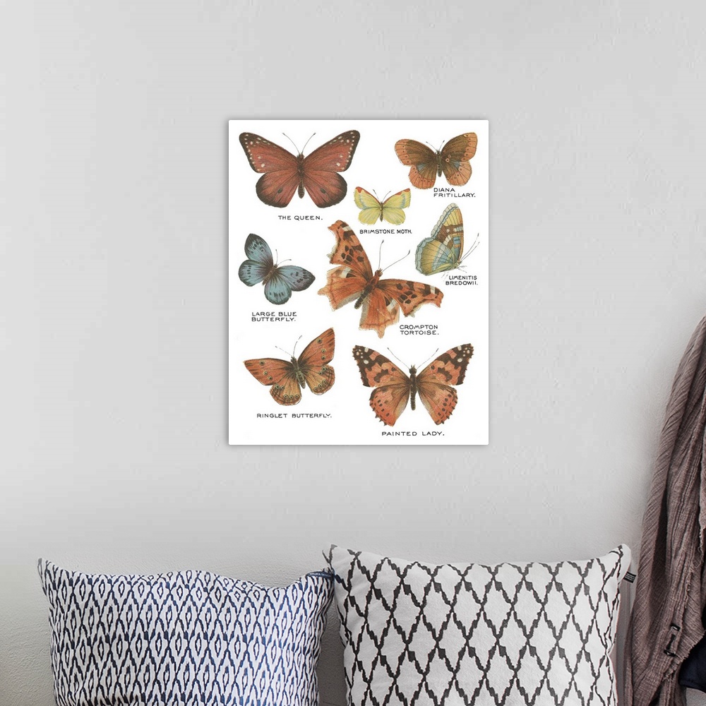 A bohemian room featuring Botanical Butterflies Postcard IV White