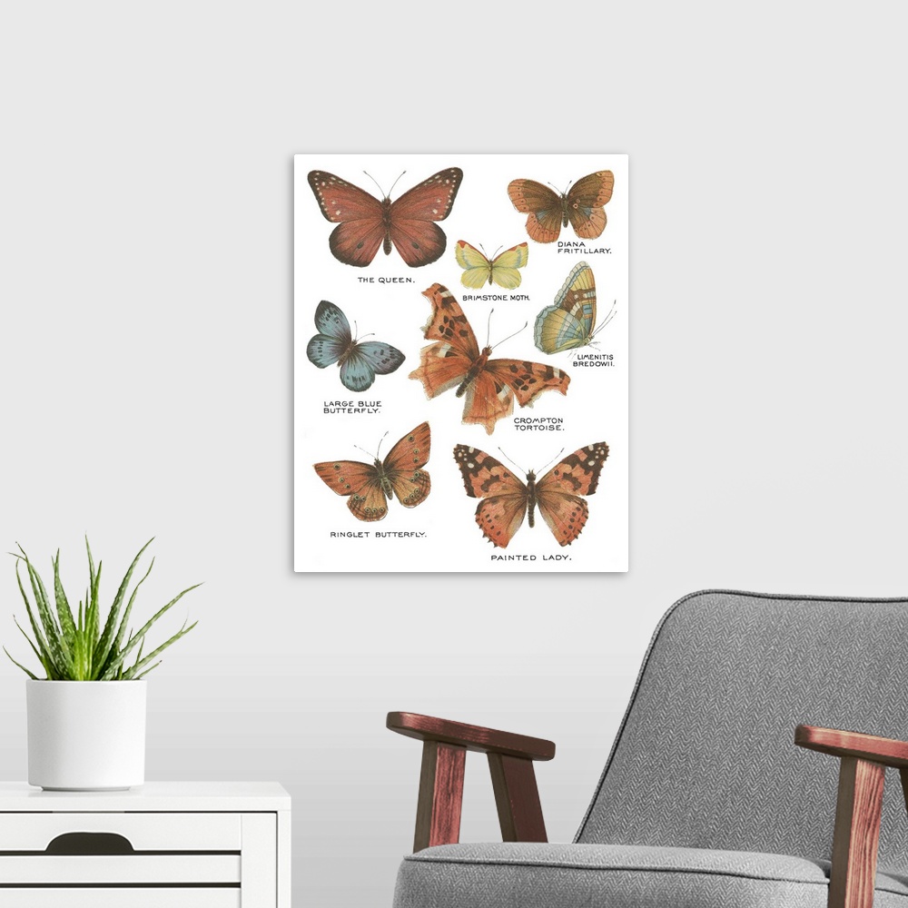 A modern room featuring Botanical Butterflies Postcard IV White